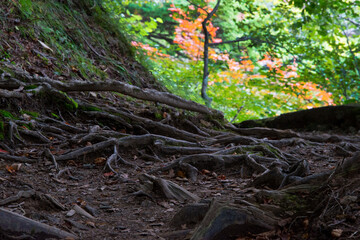 日本の至宝　奥日光・日光湯元の自然豊かな湯ノ湖一周ハイキングコース
