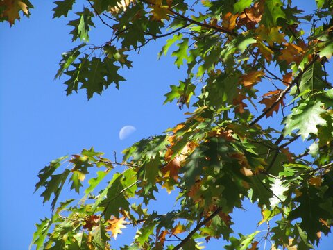 Moon and Oak Leaves