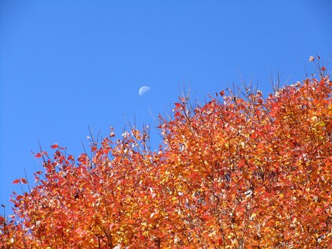 autumn leaves against sky and moon