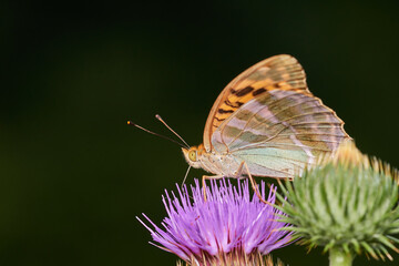 Silver wasked fritillary butterfly sitting on wild thistle, Danube wetland, Slovakia, Europe