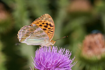 Silver wasked fritillary butterfly sitting on wild thistle, Danube wetland, Slovakia, Europe