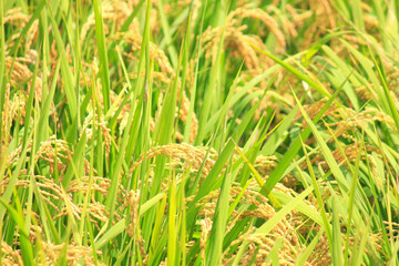 収穫前の田んぼの稲穂のアップ