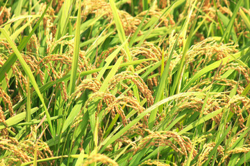 収穫前の田んぼの稲穂のアップ