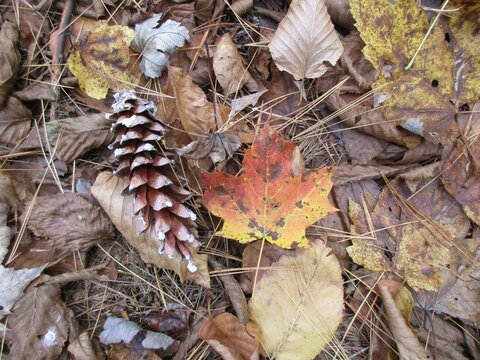 Autumn leaf and pinecone