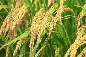 収穫前の田んぼの稲穂のアップ