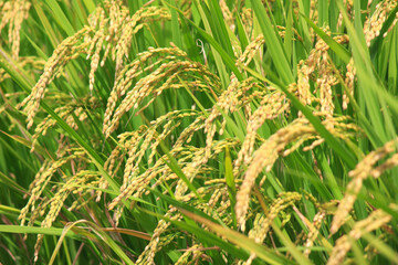 収穫前の田んぼの稲穂のアップ