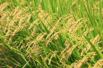 収穫前の田んぼの稲穂のアップ
