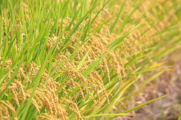 収穫前の田んぼの稲穂