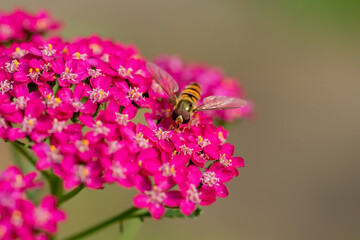 Striped fly looks like wasp - Hoverfly sitting on pink flower