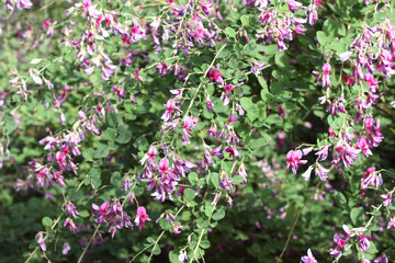 Fototapeta premium 萩の花