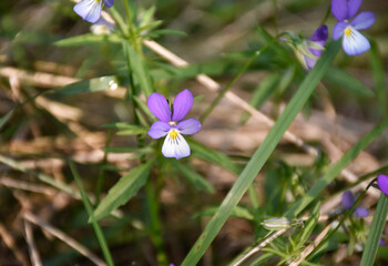 fioletowe kwiatki na łące © Marta