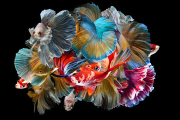 Set of Bettafish on black background.Capture the moving moment of siamese fighting fish isolated on black background