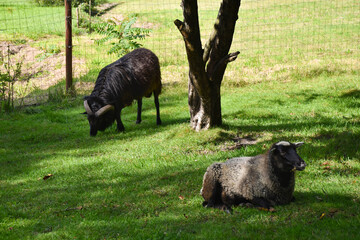 baran i owca na pastwisku - obrazy, fototapety, plakaty