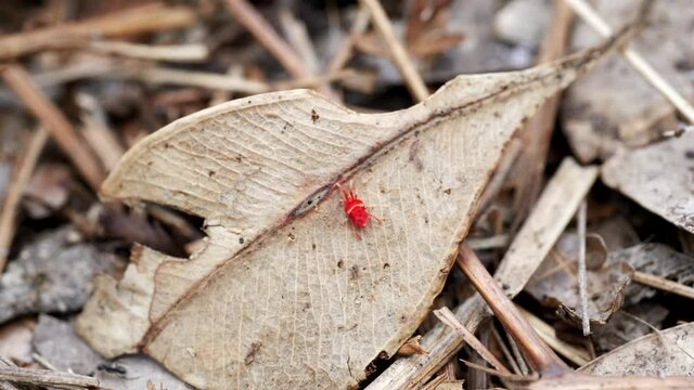 red velvet mite on dead leaf litter in an australian forest
