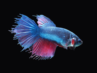 Beautiful Thai betta fish  with crown tail