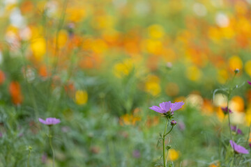 美しい秋の花