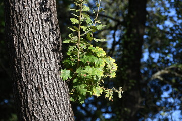 detail of green oak leaves