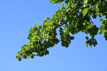 detail of green oak leaves