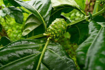 Close-up of natural noni that red ants are sniffing and sucking.