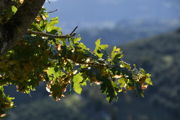 detail of green oak leaves