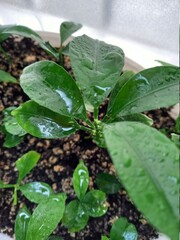plants in a garden