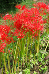 田舎のあぜ道に自生する彼岸花