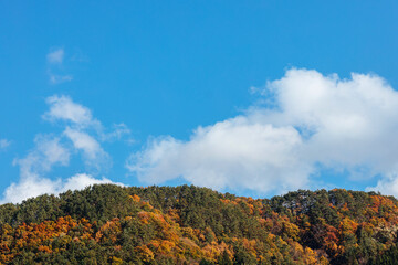 Beautiful tree on mountain and blue sky with clouds in autumn Japan.