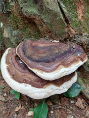 mushrooms on a tree
