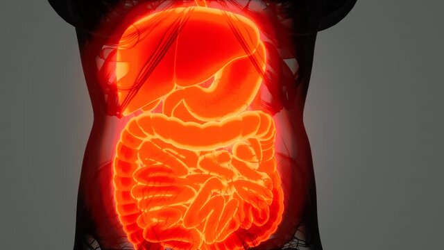 detailed human digestive system anatomy