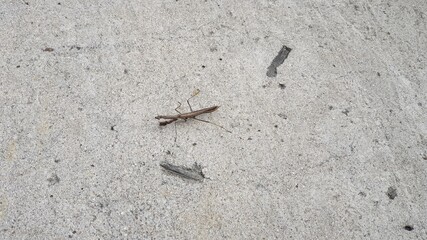 Brown mantis in the Korean countryside