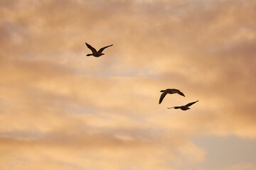 Fototapeta na wymiar Flock of geese flying in formation in Iceland, evening light sunset dramatic light