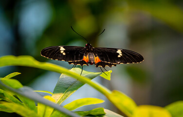 Postman butterfly resting on a green leaf with its wings wide open.