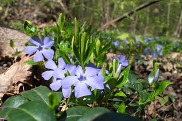Periwinkle flowers in spring forest