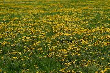 Obraz premium Spring yellow dandelions bloom in the meadow