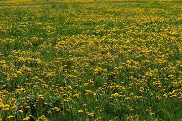 Spring yellow dandelions bloom in the meadow