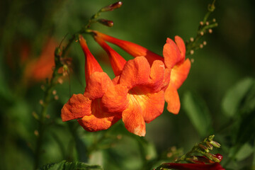 Fototapeta premium red and yellow flower
