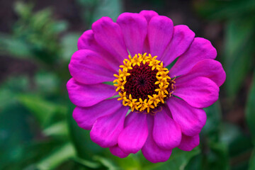 Pink Zinnia flower (Zinnia elegans)