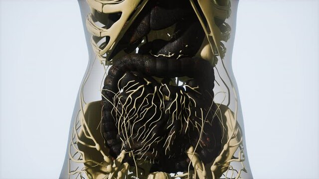 detailed human digestive system anatomy