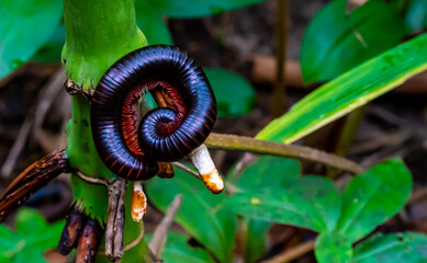 A giant millipede with red legs sits curled up on a branch in the rainforest.