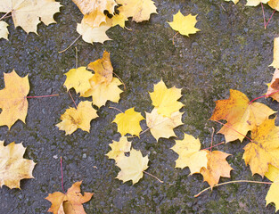 autumn leaves on the ground