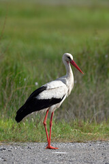 White stork // Weißstorch (Ciconia ciconia)