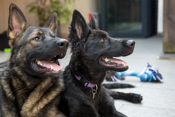 Twee herder pups liggen te kijken.