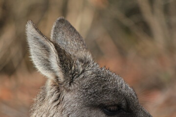 macropus giganteus grey kangaroo lying on ground, close up, Grampians national park, Australia,...