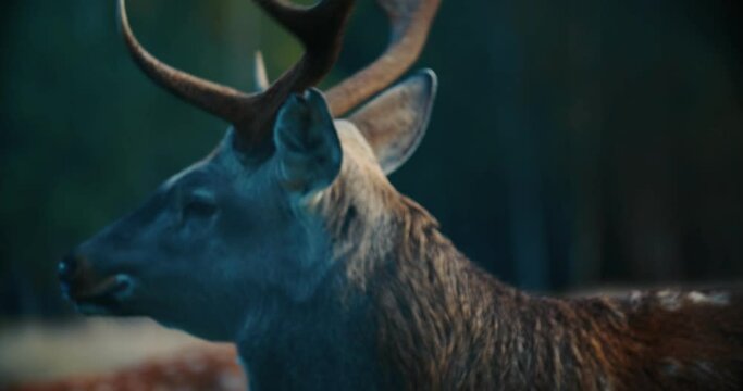 static shot of a Red deer stag with one strange antler against a background of trees.