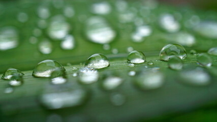 water drops on a green leaf