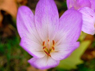 Close-up of a Colchicum flower aka autumn crocus, meadow saffron, or naked lady, a perennial flowering plant with purple bells. The flower has 3 styles and 6 stamens.