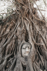 Buddha head in tree roots. Wat Mahathat Ayutthaya. Thailand.