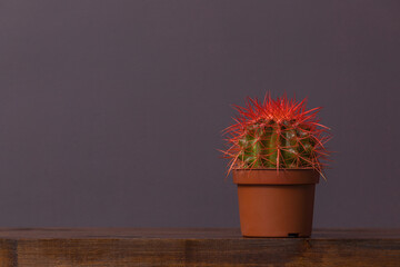 cactus with red spines in a brown pot stands on a wooden table