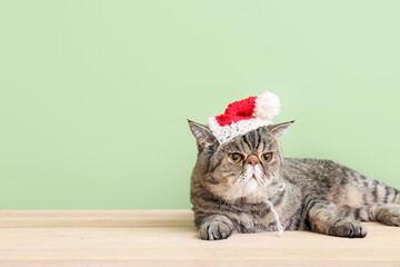 Cute exotic shorthair cat in Santa hat near color wall