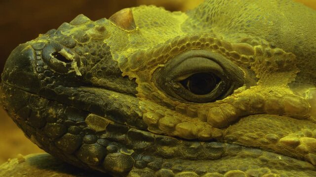 Close up of an Iguana Lizard head and eye looking around